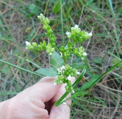 Mitreola
