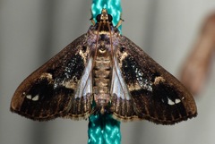Diaphania costaricalis