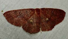 Anisodes binocellaria