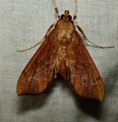 Anarmodia inflexalis