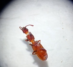 Oryzaephilus mercator