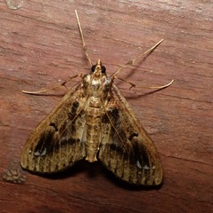 Diaphania costaricalis