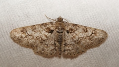 Cleora cinctaria
