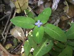 Coccocypselum herbaceum