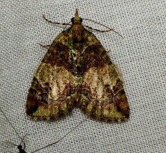 Hydriomena furinae