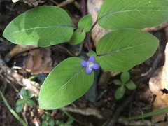 Coccocypselum herbaceum