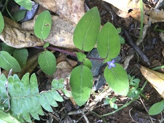 Coccocypselum herbaceum