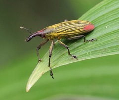 Lixus apterus