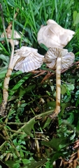Agaricales