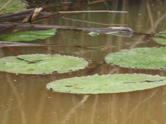 Nymphaea lotus
