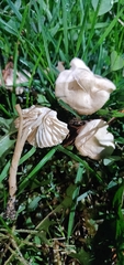 Agaricales