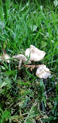 Agaricales