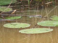 Nymphaea lotus