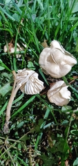Agaricales