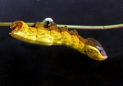 Hemeroplanes triptolemus