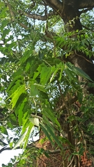 Ailanthus excelsa