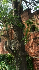 Ailanthus excelsa