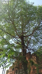 Ailanthus excelsa