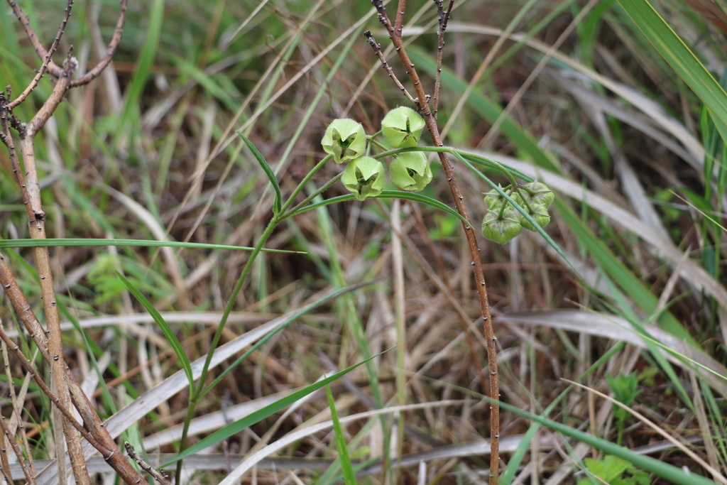 Pachycarpus linearis