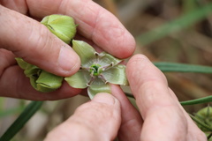 Pachycarpus linearis