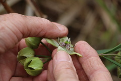 Pachycarpus linearis