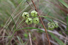 Pachycarpus linearis