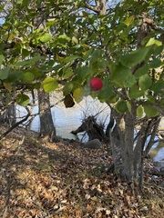 Crataegus suborbiculata