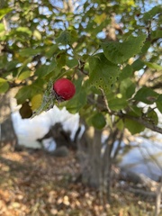 Crataegus suborbiculata