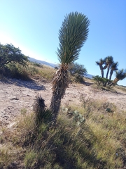 Yucca carnerosana