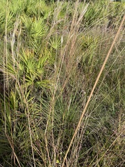 Sorghastrum secundum