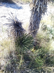Yucca carnerosana