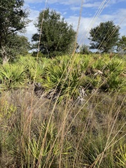 Sorghastrum secundum