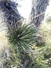 Yucca carnerosana