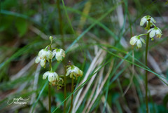 Pyrola chlorantha