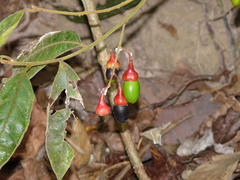 Endlicheria paniculata