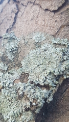 Phaeophyscia orbicularis