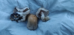 Hebeloma crustuliniforme