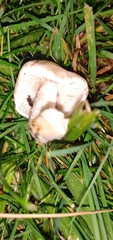 Hebeloma crustuliniforme