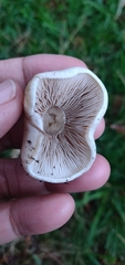 Hebeloma crustuliniforme