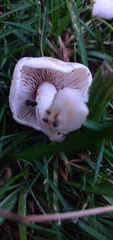 Hebeloma crustuliniforme