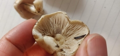 Hebeloma crustuliniforme