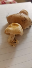 Hebeloma crustuliniforme