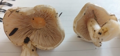 Hebeloma crustuliniforme