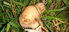 Hebeloma crustuliniforme