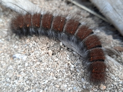 Macrothylacia digramma