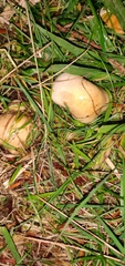 Hebeloma crustuliniforme