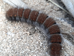 Macrothylacia digramma