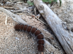 Macrothylacia digramma