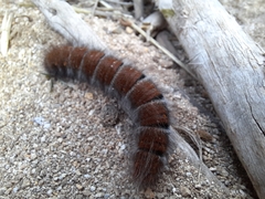 Macrothylacia digramma