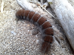 Macrothylacia digramma